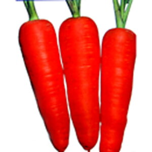 ɂ񂶂  yȂܐz 20ml i   ؎q ؎ j