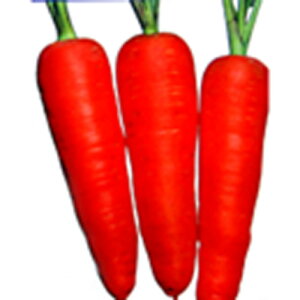 ɂ񂶂  yȂܐz 1dl i   ؎q ؎ j