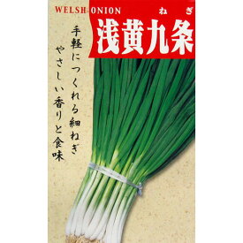 ネギ 種 【浅黄系九条】 15ml （ 種 野菜 野菜種子 野菜種 ）