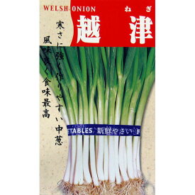 ネギ 種 【越津中葱】 小袋 （ 種 野菜 野菜種子 野菜種 ）