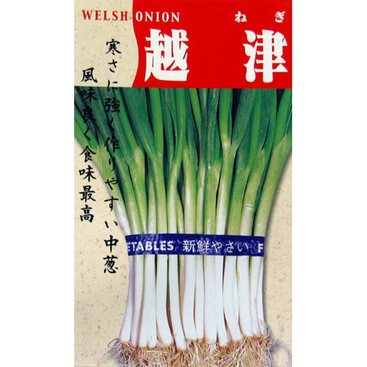 楽天市場 ネギ 種 越津中葱 小袋 種 野菜 野菜種子 野菜種 菜園くらぶ 家庭菜園の専門店