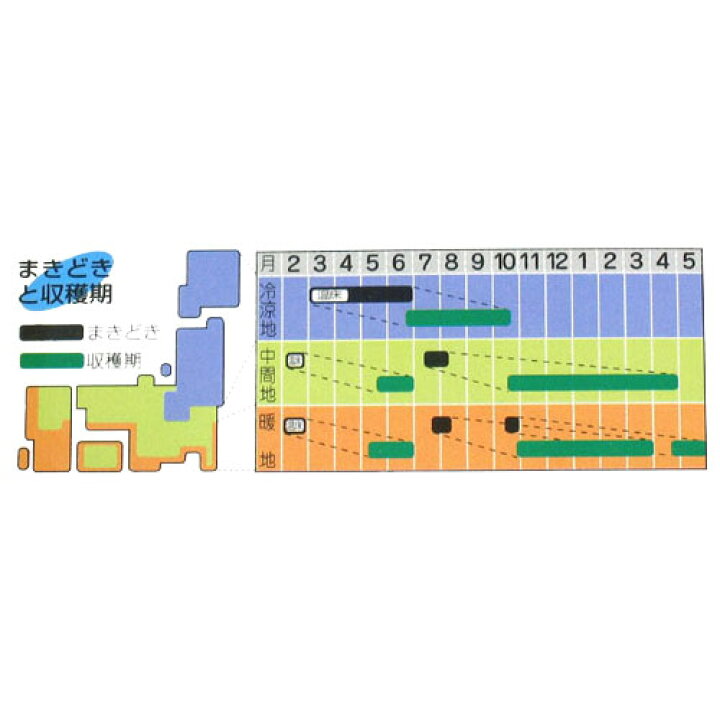 ファッションなデザイン ブロッコリーの種 ハイツsp 小袋 Df Rmladv Com Br