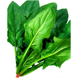 zE\E  y \ z 1dL ( zE\E̎ )