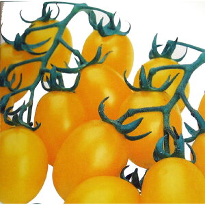 �~�j�g�}�g �� �y �~�j�g�}�g�C�G���[�s�R GF �z ����(27��) ( �~�j�g�}�g�̎� )