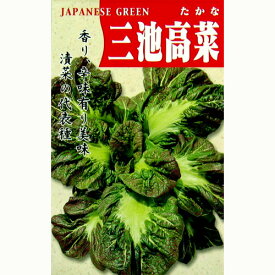 【 三池大葉高菜 】 種子 小袋（約8ml） （ 種 野菜 野菜種子 野菜種 ）