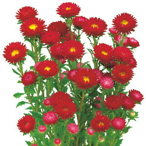 AX^[  y ӂ XJ[bg z  ( AX^[̎ )