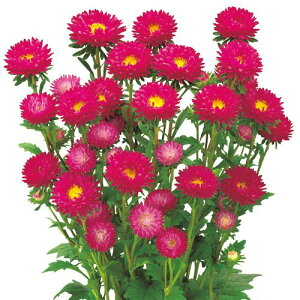 AX^[  y ӂ [Y z  ( AX^[̎ )