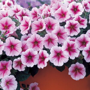 y`jA  y F1e[i Yx[ACX z  ( y`jA̎ )