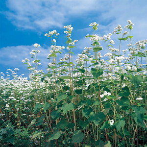 ΂̂͂  y ~L[EFC iϗp z 珬 i ΂̂͂Ȃ̎ j