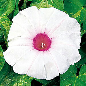 ���� �� �y �ł̌� �z ���珬�� �i ����̎� �j