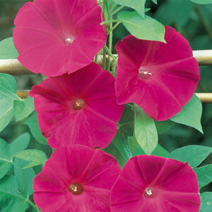   y XJ[bgIn z 珬 i ̎ j