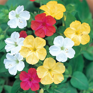 �����낢�� �� �y ���� �z ���珬�� �i �����낢�Ԃ̎� �j