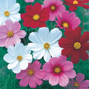 RXX  y xTC ~bNX z 珬 i RXX̎ j