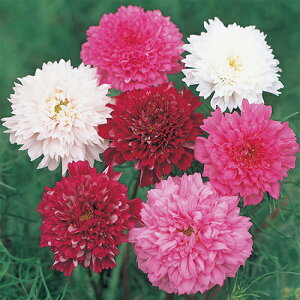 RXX  y _uNbN z 珬 i RXX̎ j