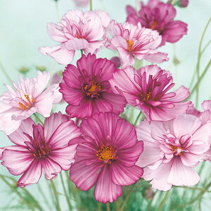 RXX  y bhC[W z 珬 i RXX̎ j