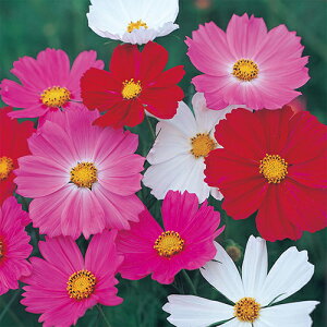 RXX  y A[[~bNX z 珬 i RXX̎ j