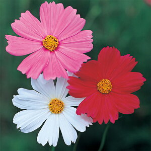 RXX  y  X[p[~bNX z 珬 i RXX̎ j