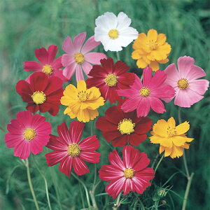 RXX  y p[h ~bNX z 珬 i RXX̎ j