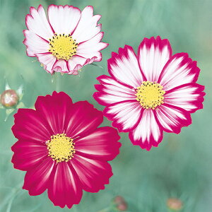 RXX  y  z 珬 i RXX̎ j