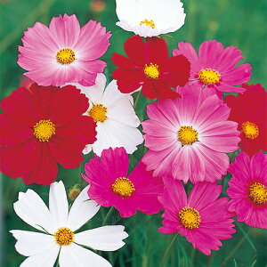 RXX  y ZZ[V ~bNX z 珬 i RXX̎ j