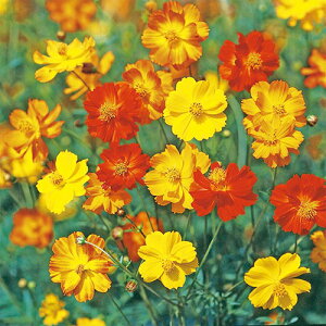 RXX  y ԃRXX  z 珬 i RXX̎ j