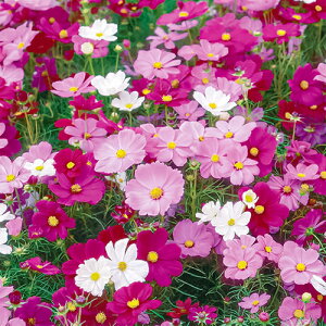 RXX  y HփRXX I[^r[eB~bNX z 珬 i RXX̎ j