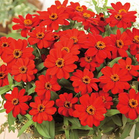 百日草（ジニア） 種 【 プロフュージョン レッド 】 実咲小袋 （ 百日草（ジニア）の種 ）