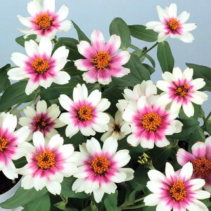 �S�����i�W�j�A�j �� �y �v���t���[�W�����`�F���[�o�C�J���[ �z ���珬�� �i �S�����i�W�j�A�j�̎� �j