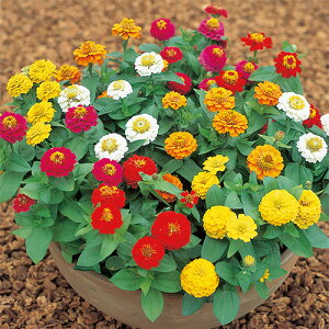 SiWjAj  y Wj[^ ~bNXz 珬 i SiWjAj̎ j