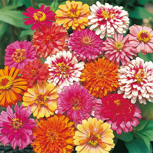 SiWjAj  y [[MbO z 珬 i SiWjAj̎ j