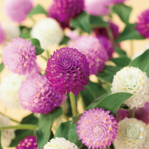 g  y lI ~bNX z 珬 i g̎ j