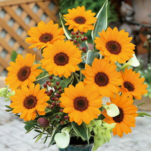 Ђ܂  y HЂ܂ rZg l[u z 珬 i Ђ܂̎ j