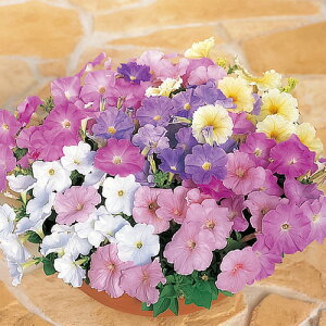 y`jA  y pXeJ[~bNX z 珬 i y`jA̎ j