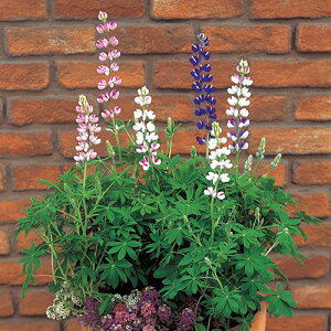 siX  y sNV[fCg ~bNX z 珬 i siX̎ j