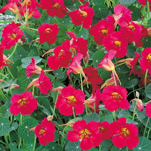 @  y xCr[ fB[v[Y z  ( @Ԃ̎ )