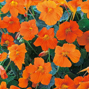 ���@�� �� �y �x�C�r�[ �I�����W �z ���� ( ���@�Ԃ̎� )