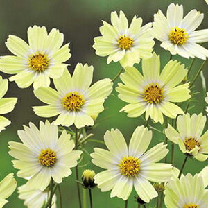 RXX  y L[ z  ( RXX̎ )