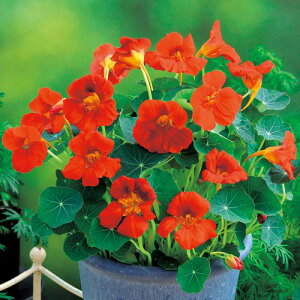 ���@�� �� �y �x�C�r�[ ���b�h �z ���� ( ���@�Ԃ̎� )