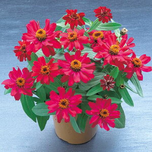 S  y x[Y@fB[v[Y z  ( S̎ )