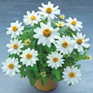 S  y x[Y@zCg z  ( S̎ )