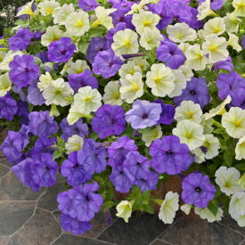 ペチュニア 種 【 F1ブルームーン＆F1ラテリーナイエロー 】 小袋 ( ペチュニアの種 )