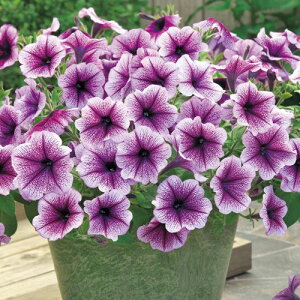 y`jA  y F1e[i p[vACX z  ( y`jA̎ )