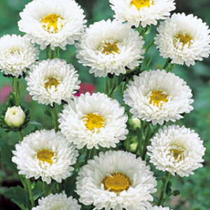 �A�X�^�[ �� �y ������Ȃ� �z ���� �i �A�X�^�[�̎� �Ԃ̎� �j