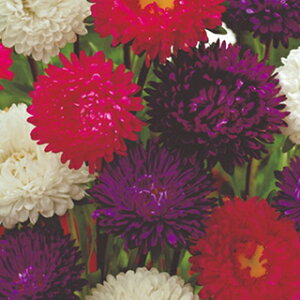 �A�X�^�[ �� �y ��� ���� �z ���� �i �A�X�^�[�̎� �Ԃ̎� �j