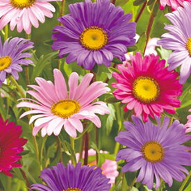 楽天市場 花の種子 種類 植物 アスター 種子 ガーデニング 農業 花 ガーデン Diyの通販