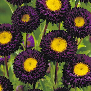 AX^[  y Ȃ z  i AX^[̎ Ԃ̎ j