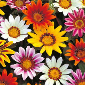 �K�U�j�A �� �y �T���V���C������ �z ���� �i �K�U�j�A�̎� �Ԃ̎� �j