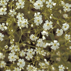 �����ݑ� �� �y �R�x���g�K�[�f�� �z ���� �i �����ݑ��̎� �Ԃ̎� �j