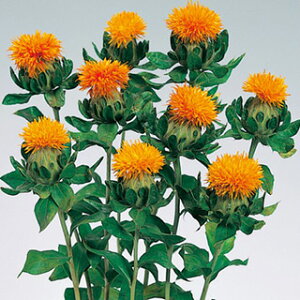 �ׂɂ΂� �� �y �J���T���X�ۗt�ԉԎ� �z ���� �i �ׂɂ΂Ȃ̎� �Ԃ̎� �j