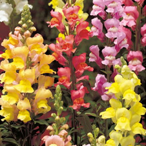 ������ �� �y �J���[�t�F�X�e�B�o�� �z ���� �i �������̎� �Ԃ̎� �j